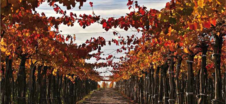 Bodegas familia mosso